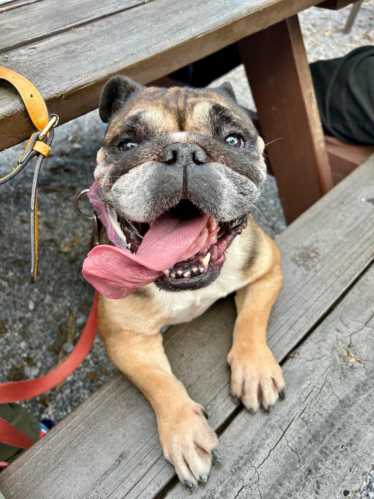 Enlarge Etoufeé aka 'Faye', a Adoptable English Bulldog in New Orleans, LA image 1/6