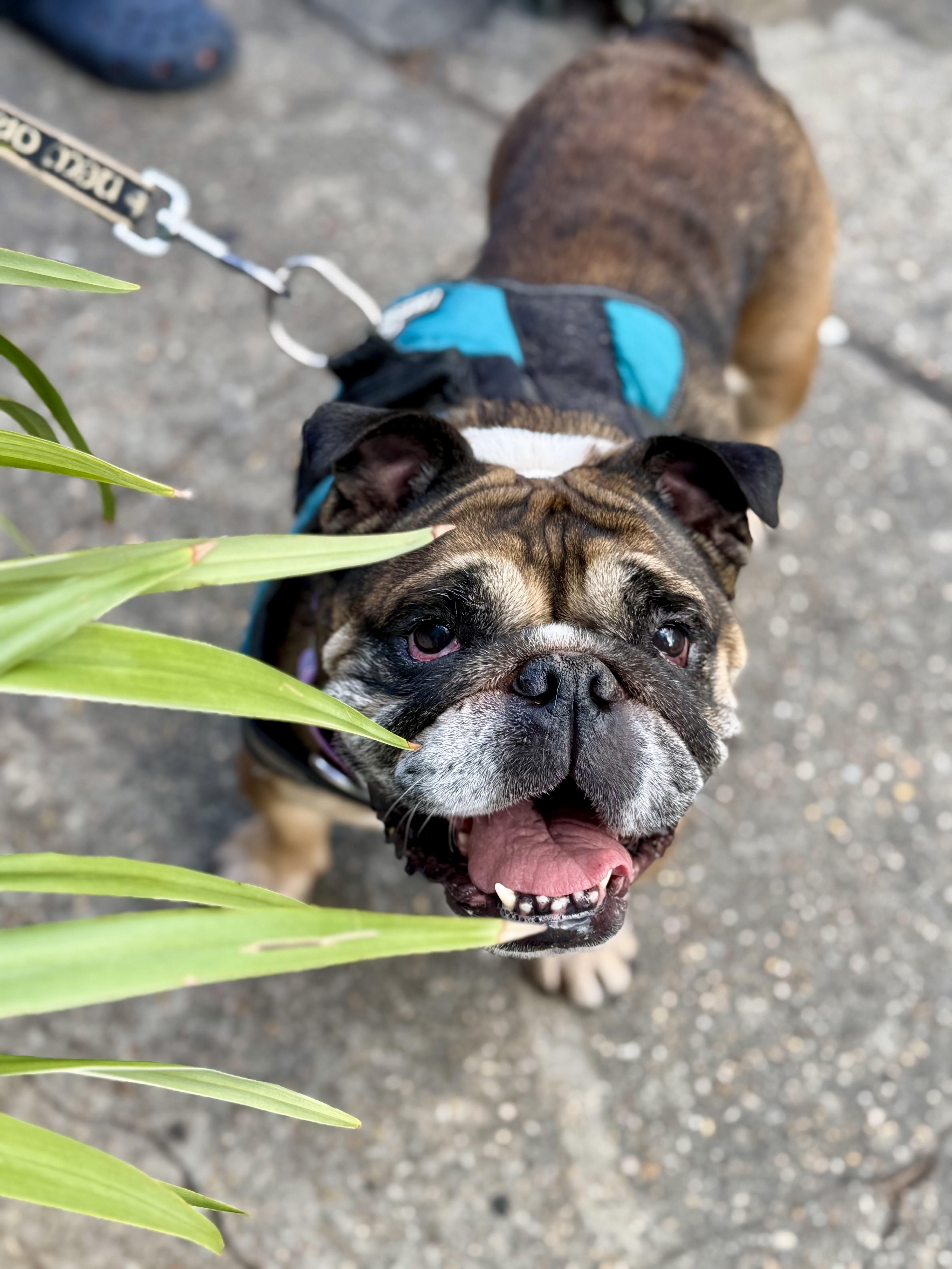 Enlarge Etoufeé aka 'Faye', a Adoptable English Bulldog in New Orleans, LA image 1/5