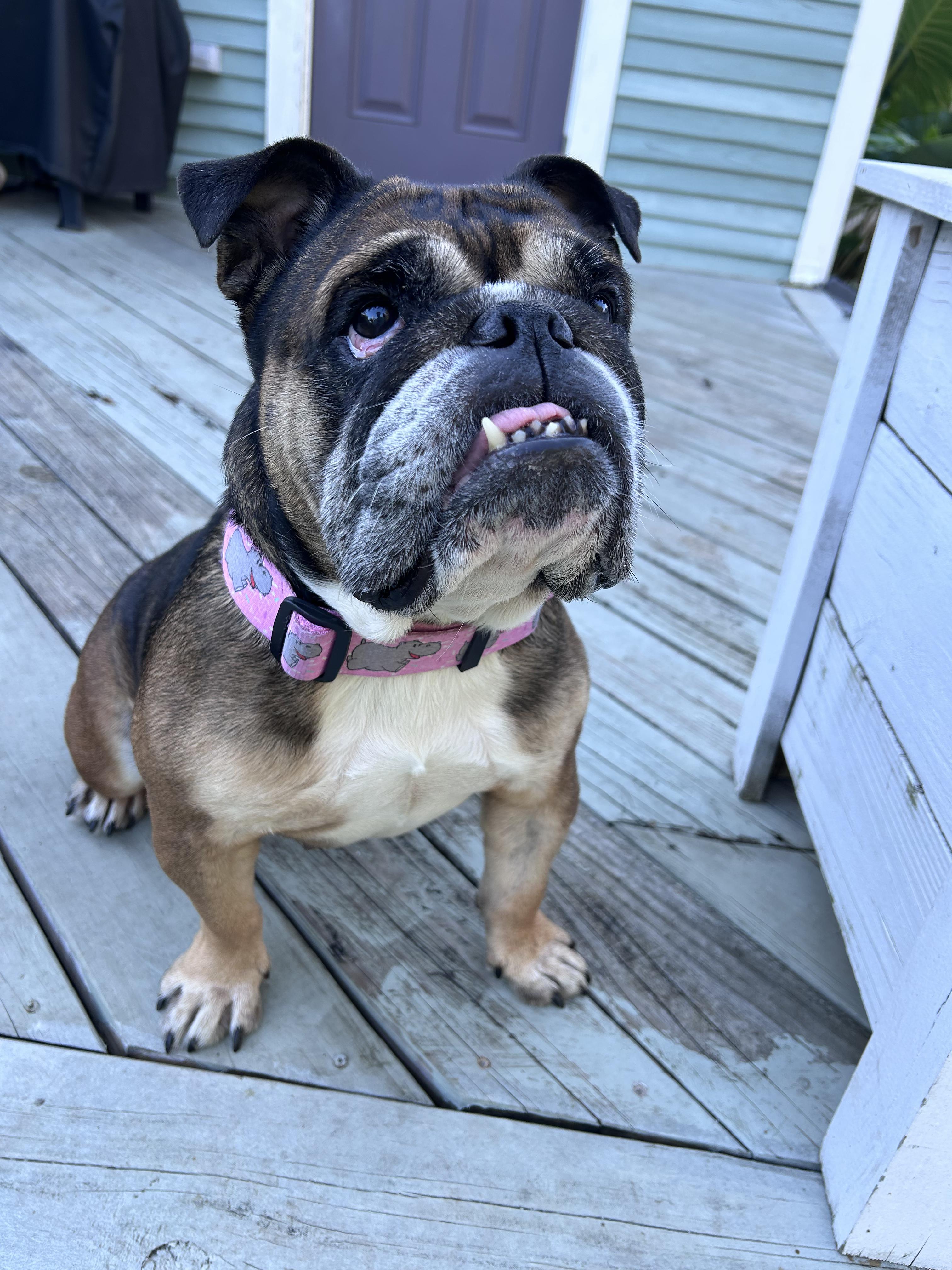 Enlarge Etoufeé aka 'Faye', a Adoptable English Bulldog in New Orleans, LA image 4/5