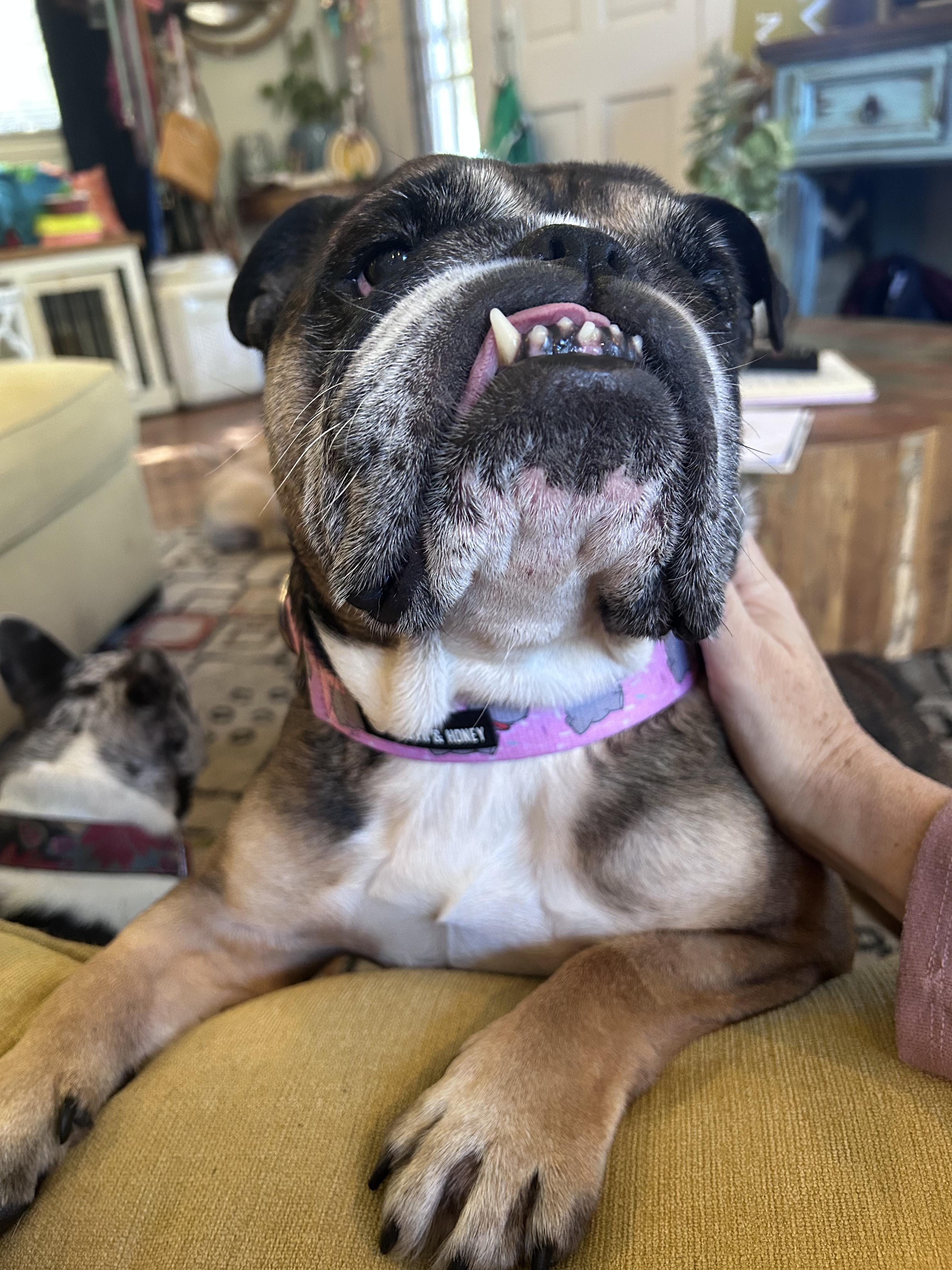 Enlarge Etoufeé aka 'Faye', a Adoptable English Bulldog in New Orleans, LA image 3/5