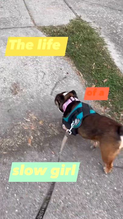 Enlarge Etoufeé aka 'Faye', a Adoptable English Bulldog in New Orleans, LA video 5/5