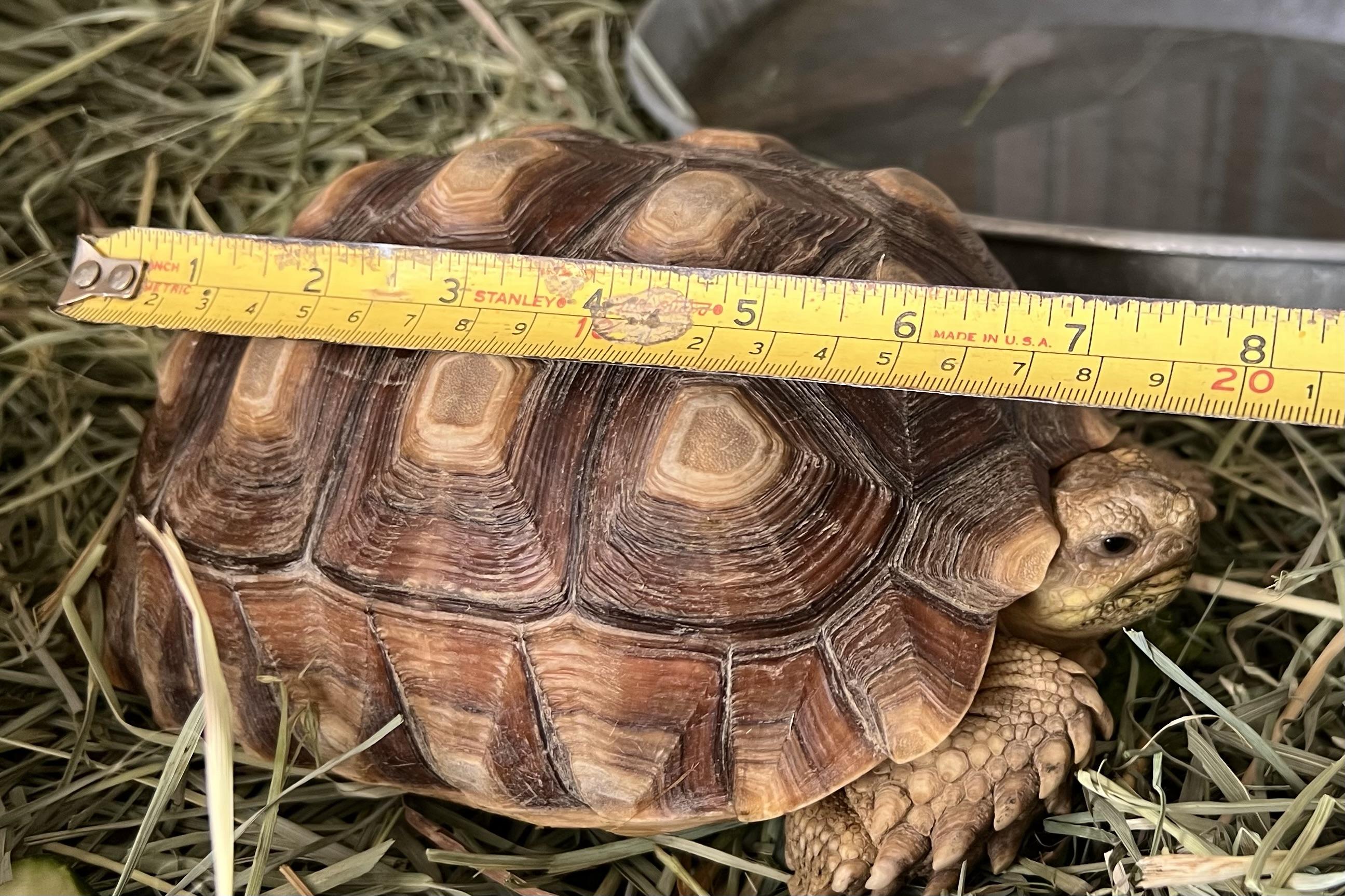 Sully, a ADOPTABLE Sulcata in Palm Desert, CA image 4/4