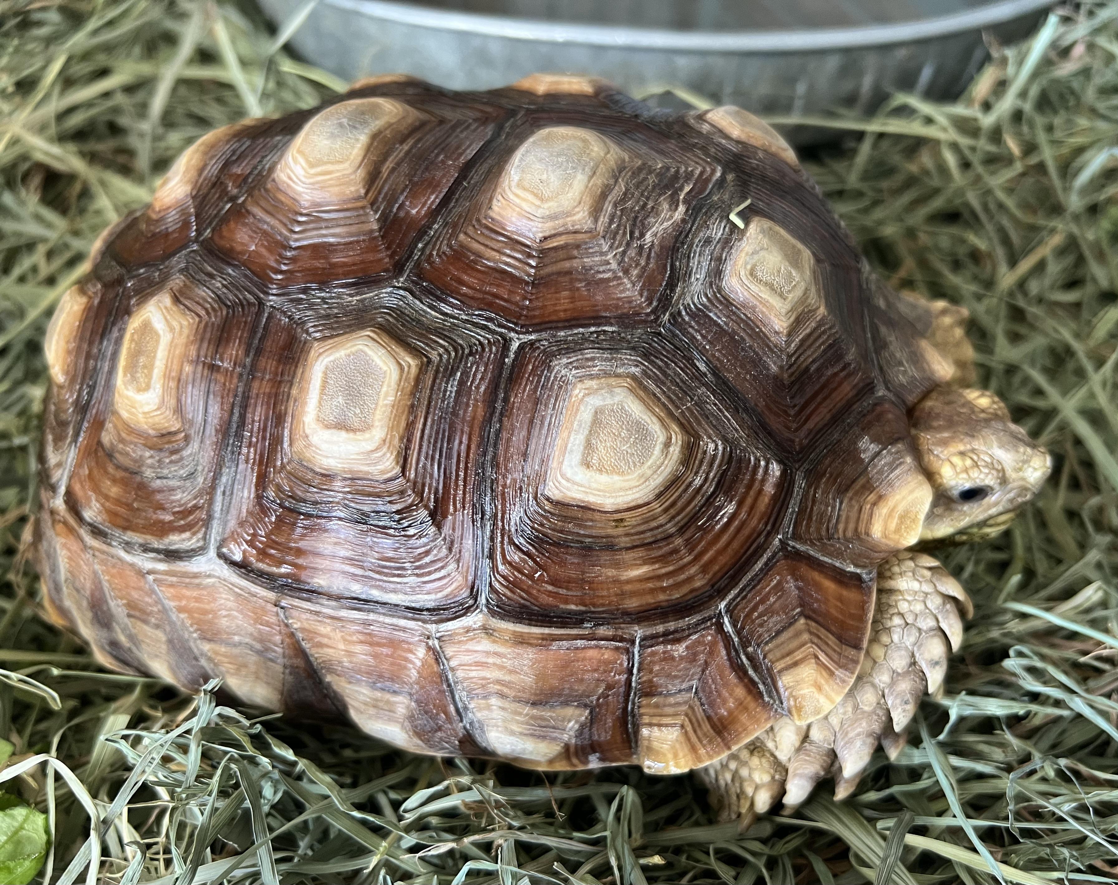 Sully, a ADOPTABLE Sulcata in Palm Desert, CA image 2/4