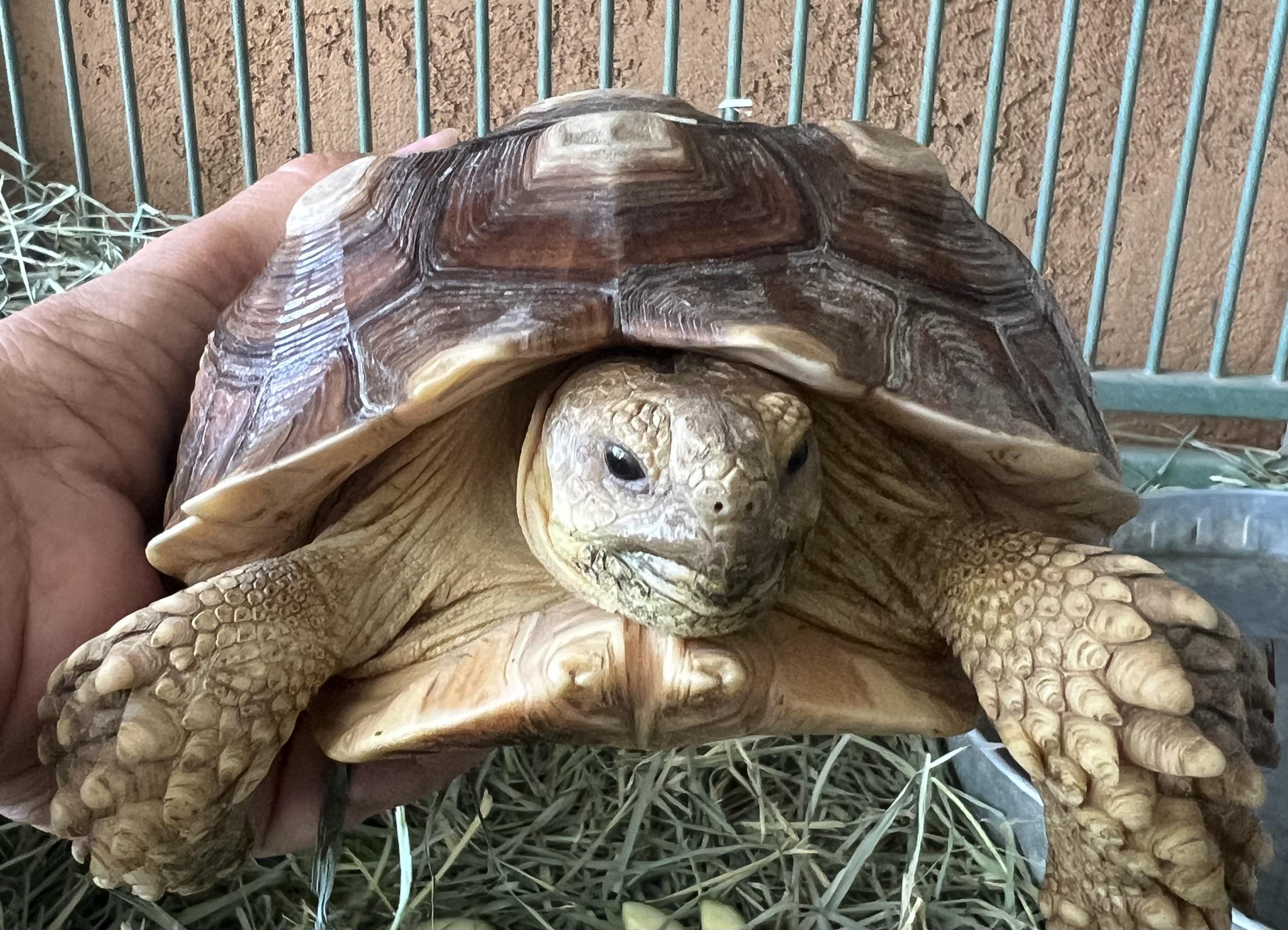 Sully, a ADOPTABLE Sulcata in Palm Desert, CA image 3/4