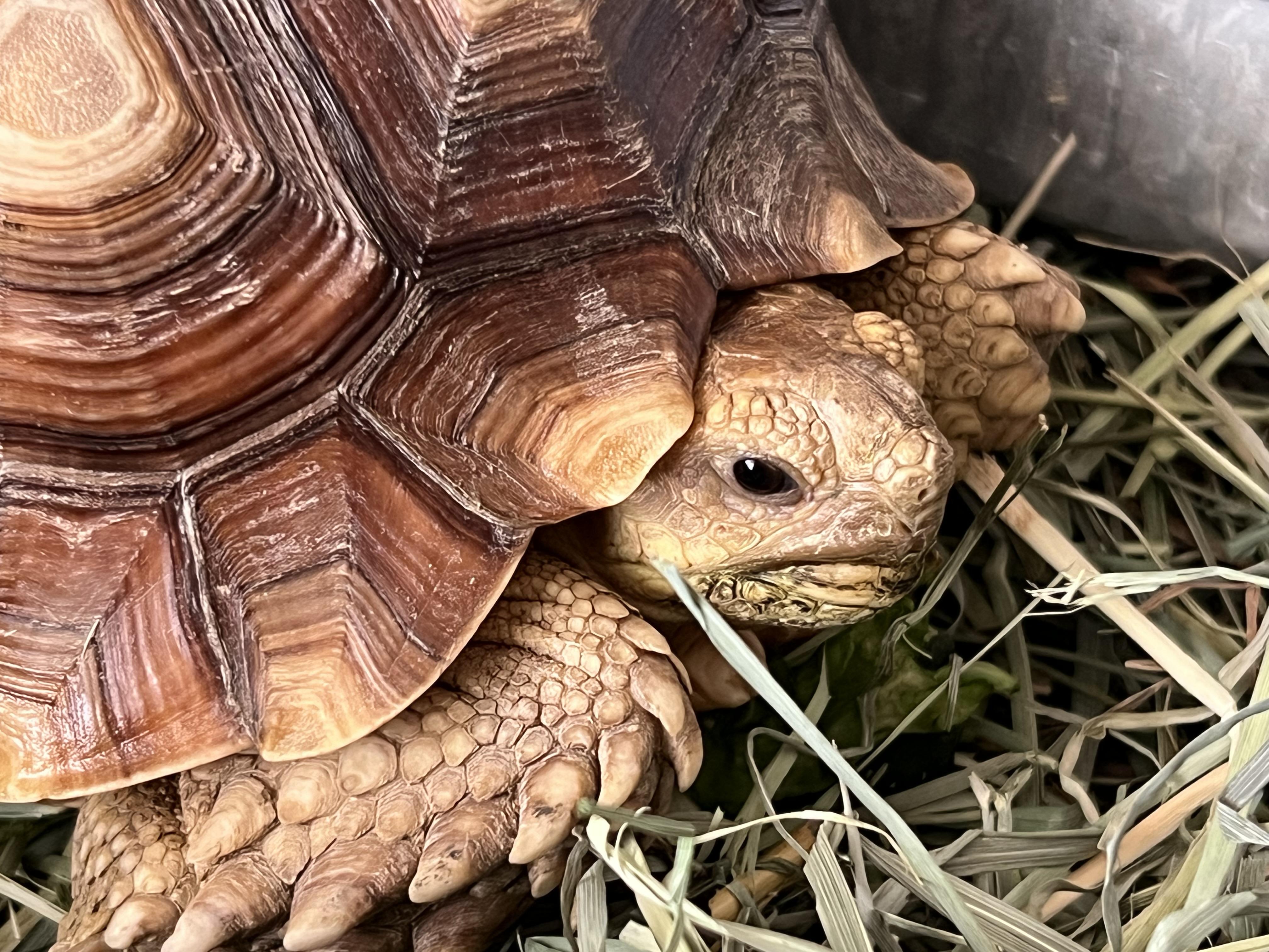 Sully, ADOPTABLE, Young Unknown Sulcata.