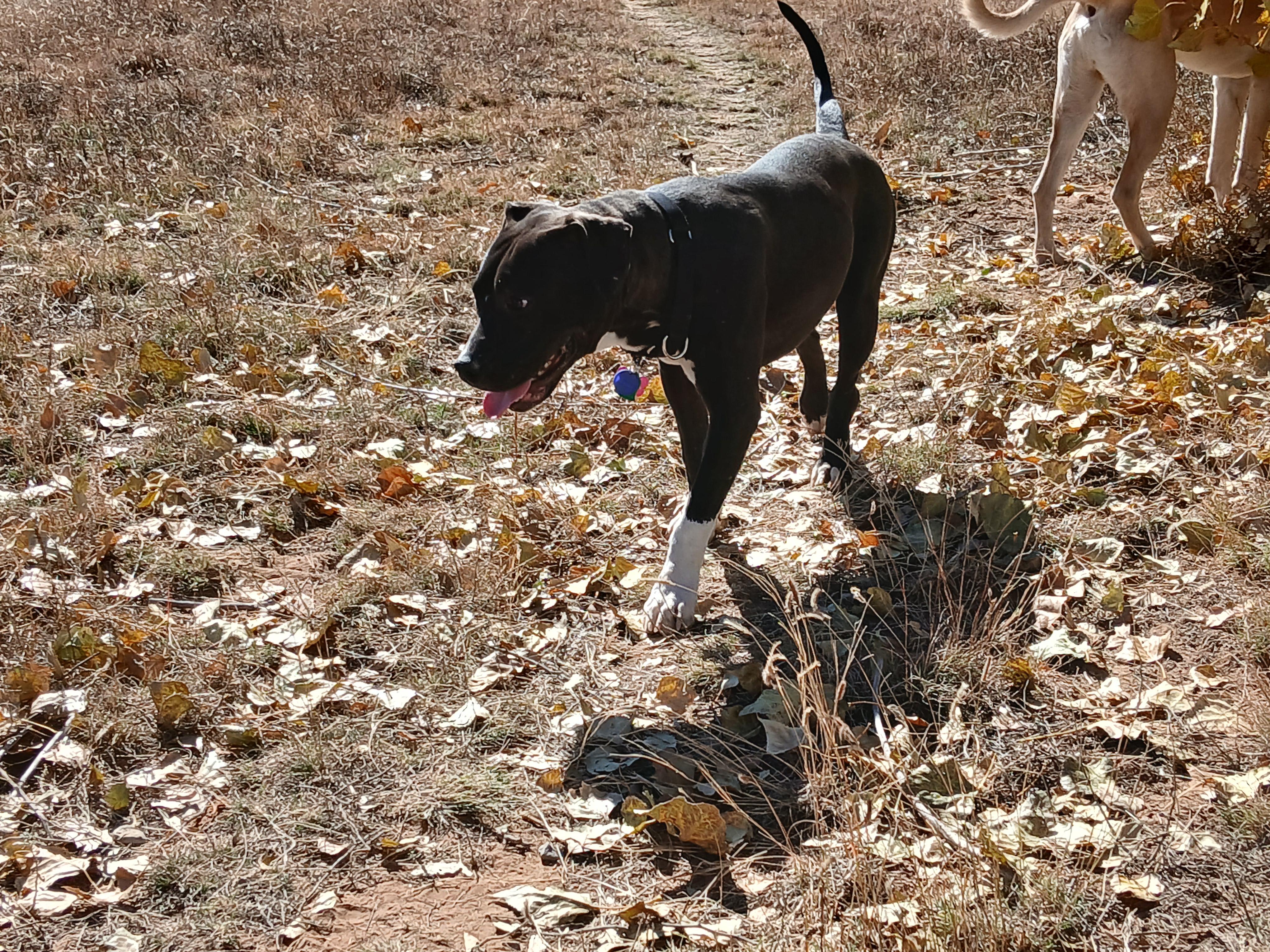 Coral, a Adoptable mixed breed in Moriarty, NM image 3/4