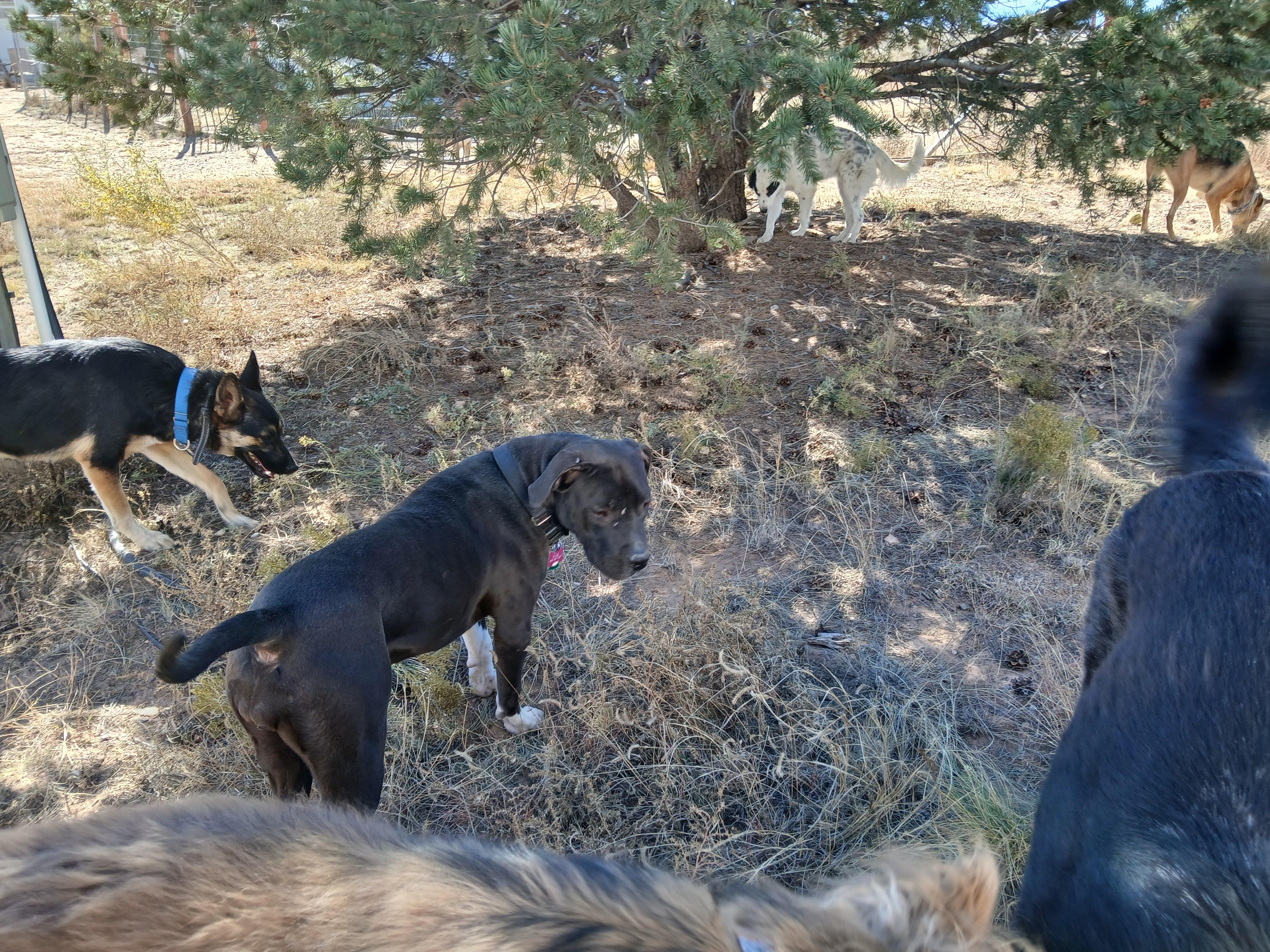 Coral, a Adoptable mixed breed in Moriarty, NM image 2/4