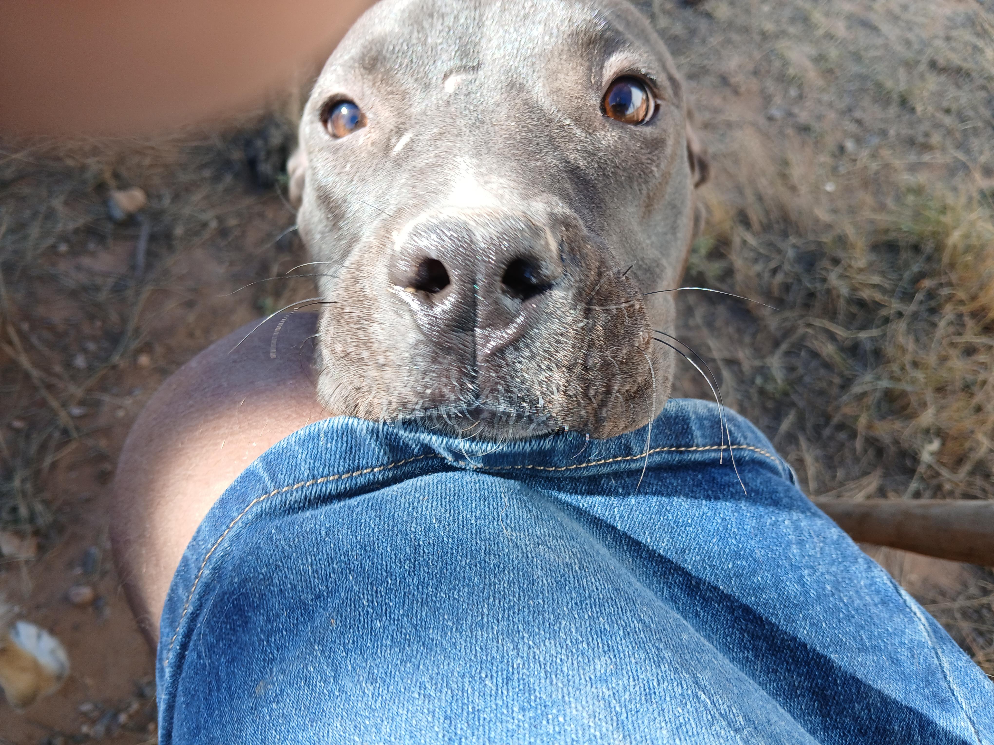 Coral, a Adoptable mixed breed in Moriarty, NM image 4/4