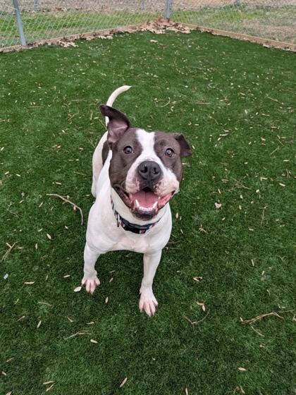 Ruckus, Adoptable, Adult Male Mixed Breed & Mixed Breed.