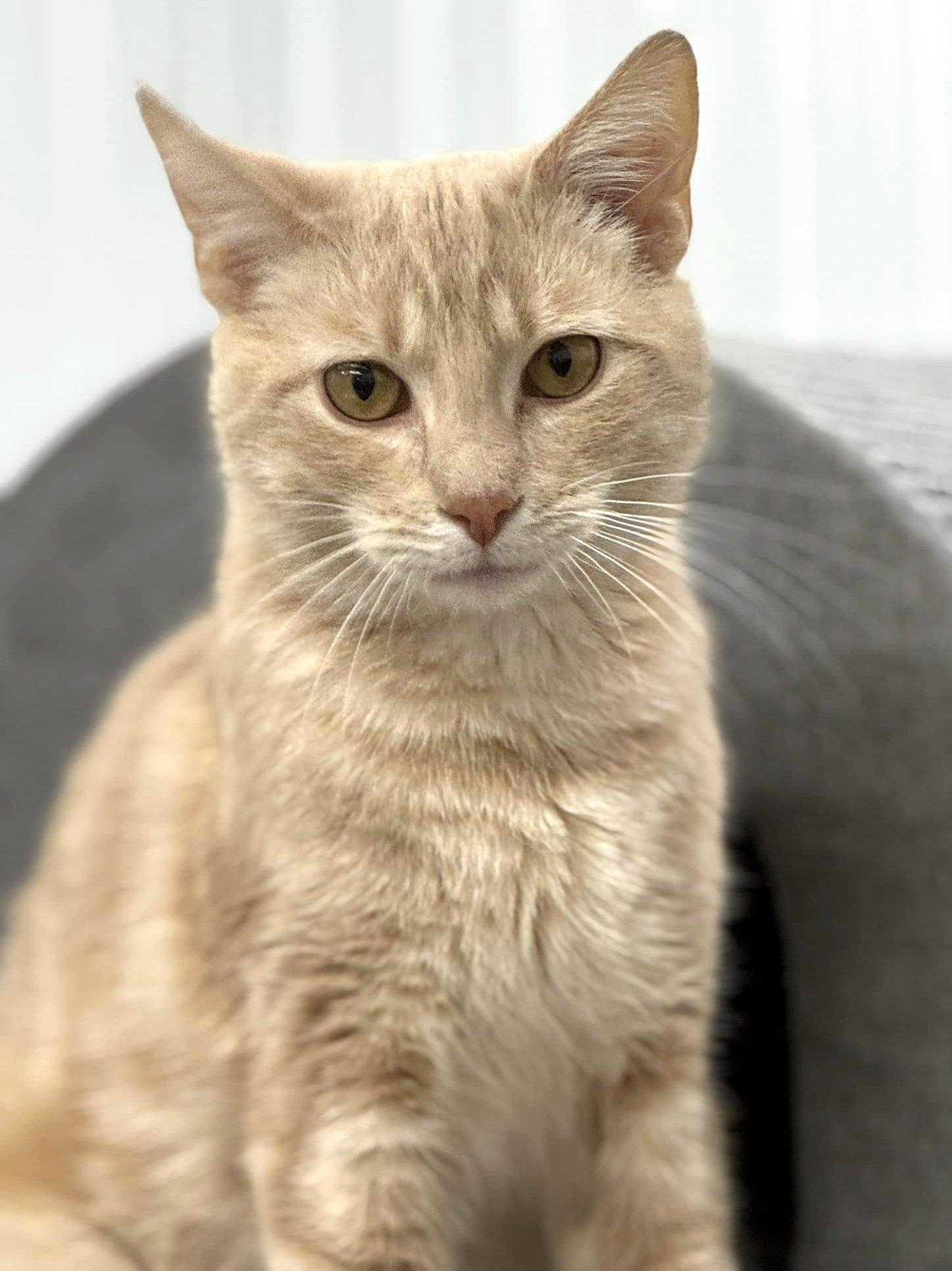 Enlarge Elliot, a ADOPTABLE Domestic Short Hair in Pittsburgh, PA image 2/2