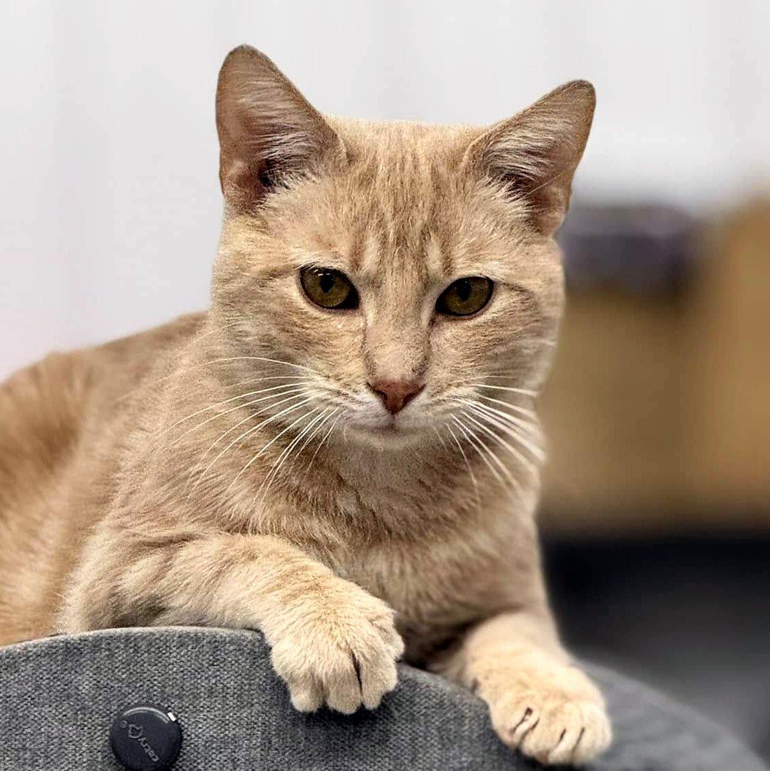 Enlarge Elliot, a ADOPTABLE Domestic Short Hair in Pittsburgh, PA image 1/2