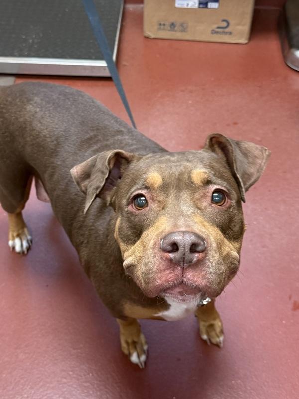 Jules, Adoptable, Senior Female Pit Bull Terrier.