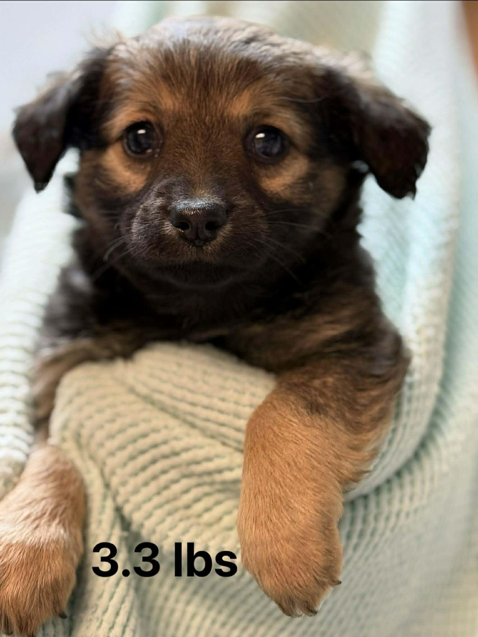 Margo, adopted, Puppy Female Chihuahua & Jack Russell Terrier.