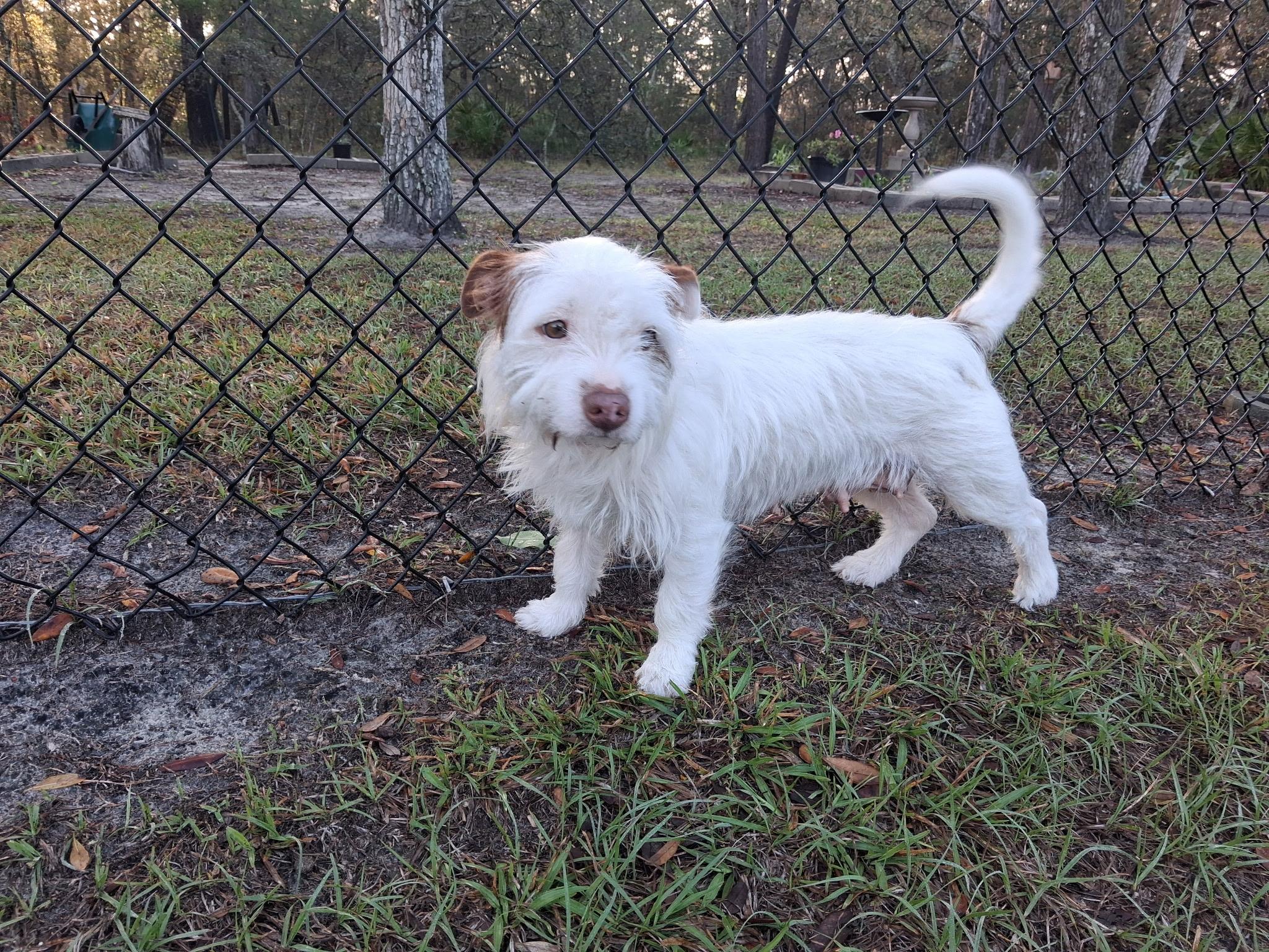 Enlarge Coco, a ADOPTABLE mixed breed in Weeki Wachee, FL image 6/6