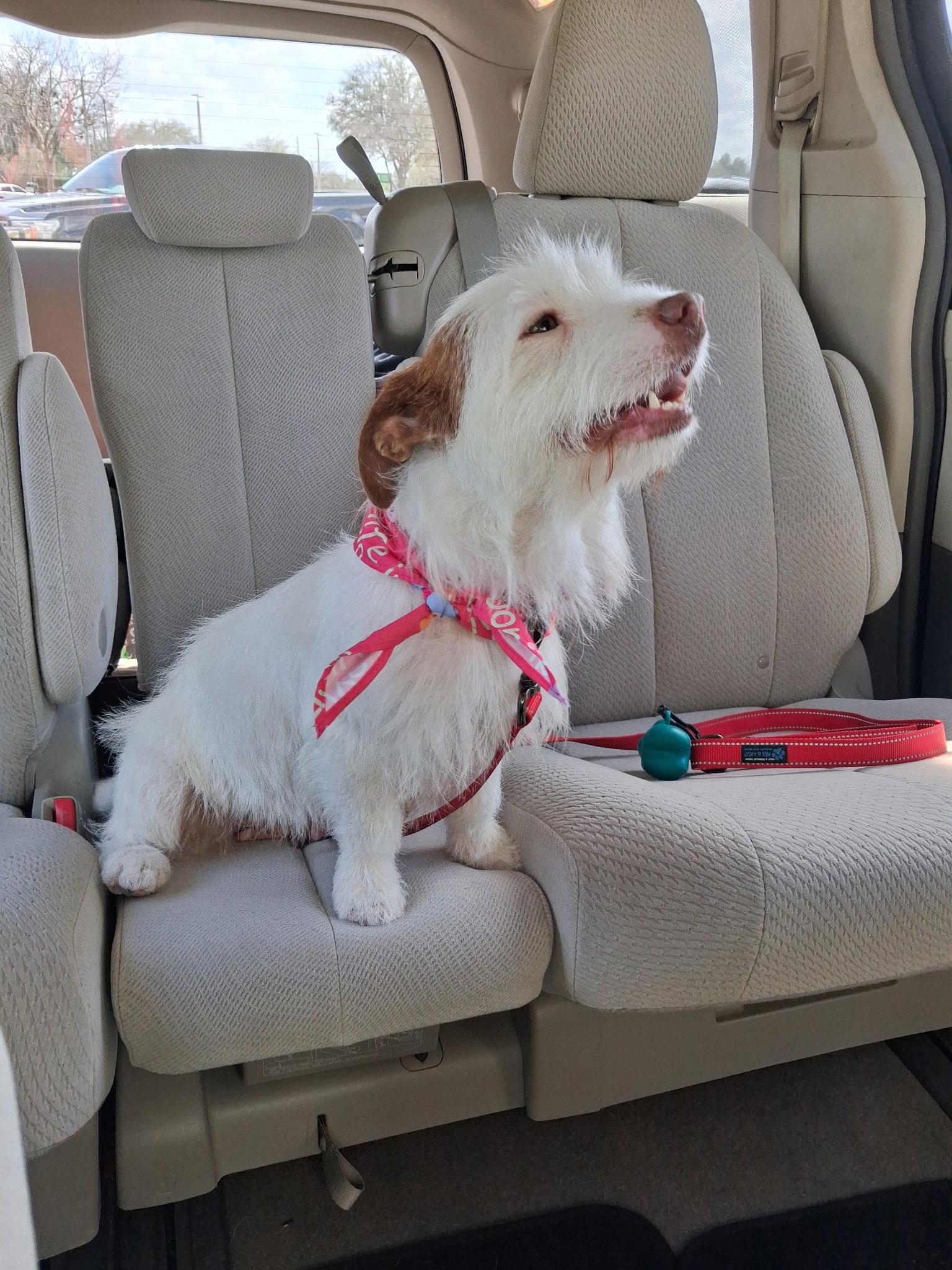 Enlarge Coco, a ADOPTABLE mixed breed in Weeki Wachee, FL image 5/6