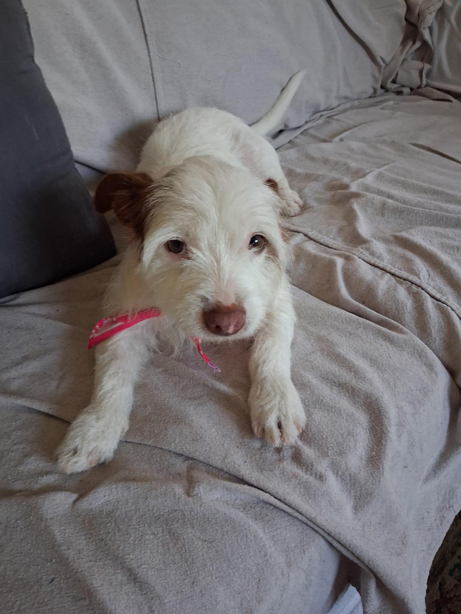 Enlarge Coco, a ADOPTABLE mixed breed in Weeki Wachee, FL image 1/6