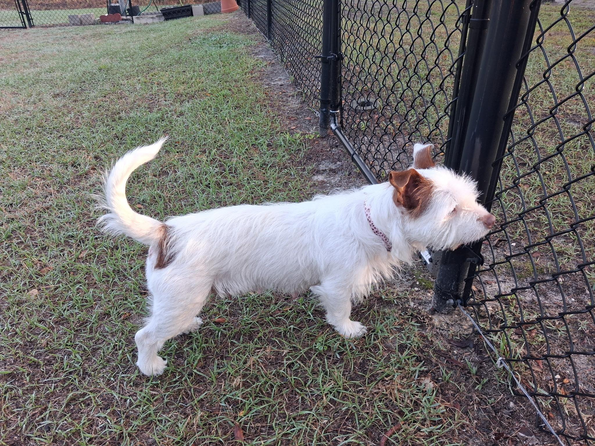 Enlarge Coco, a ADOPTABLE mixed breed in Weeki Wachee, FL image 4/6