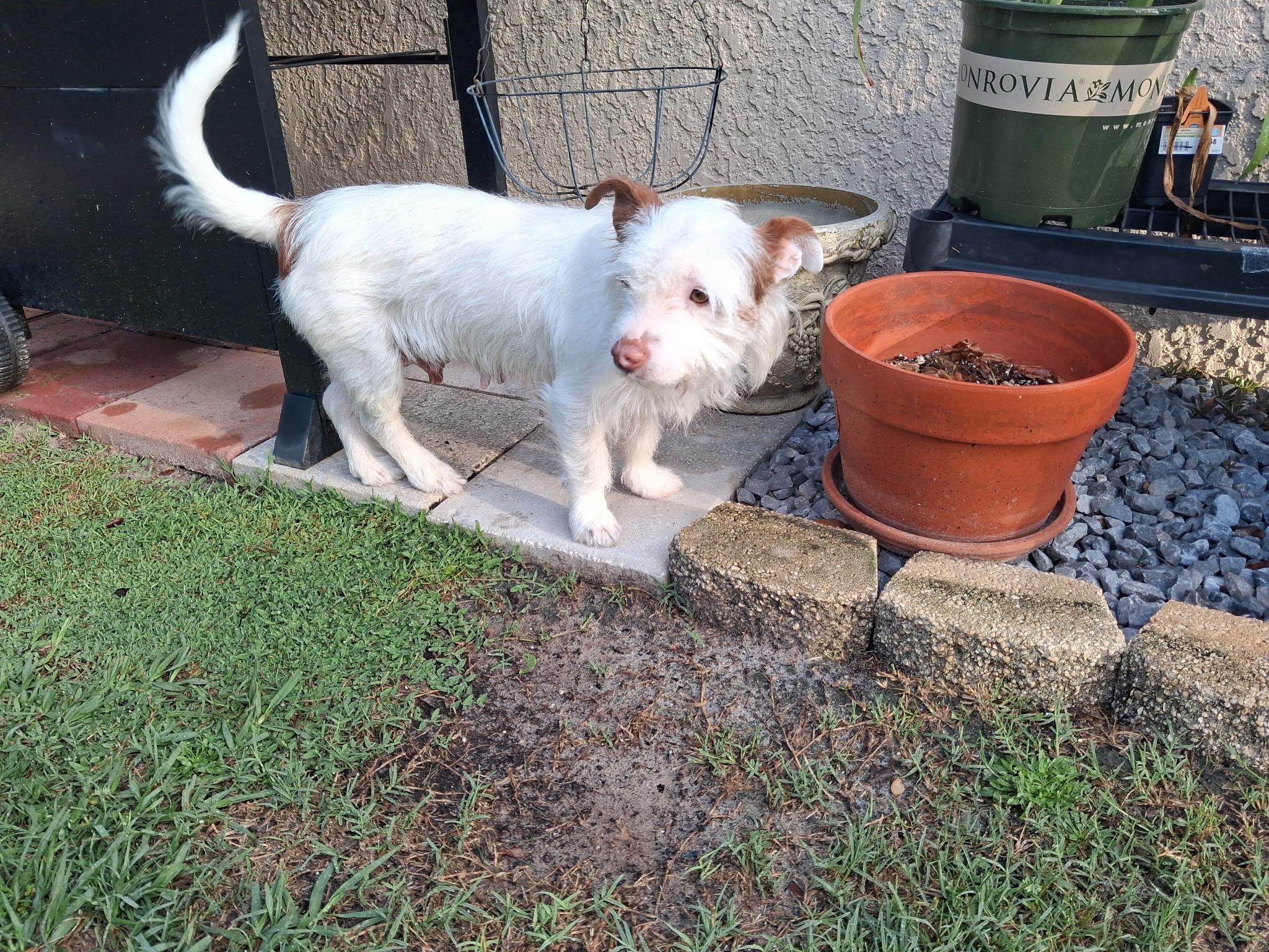 Enlarge Coco, a ADOPTABLE mixed breed in Weeki Wachee, FL image 3/6
