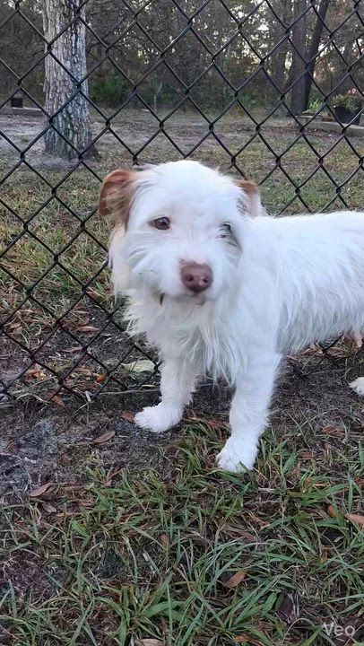 Enlarge Coco, a ADOPTABLE mixed breed in Weeki Wachee, FL video 2/6