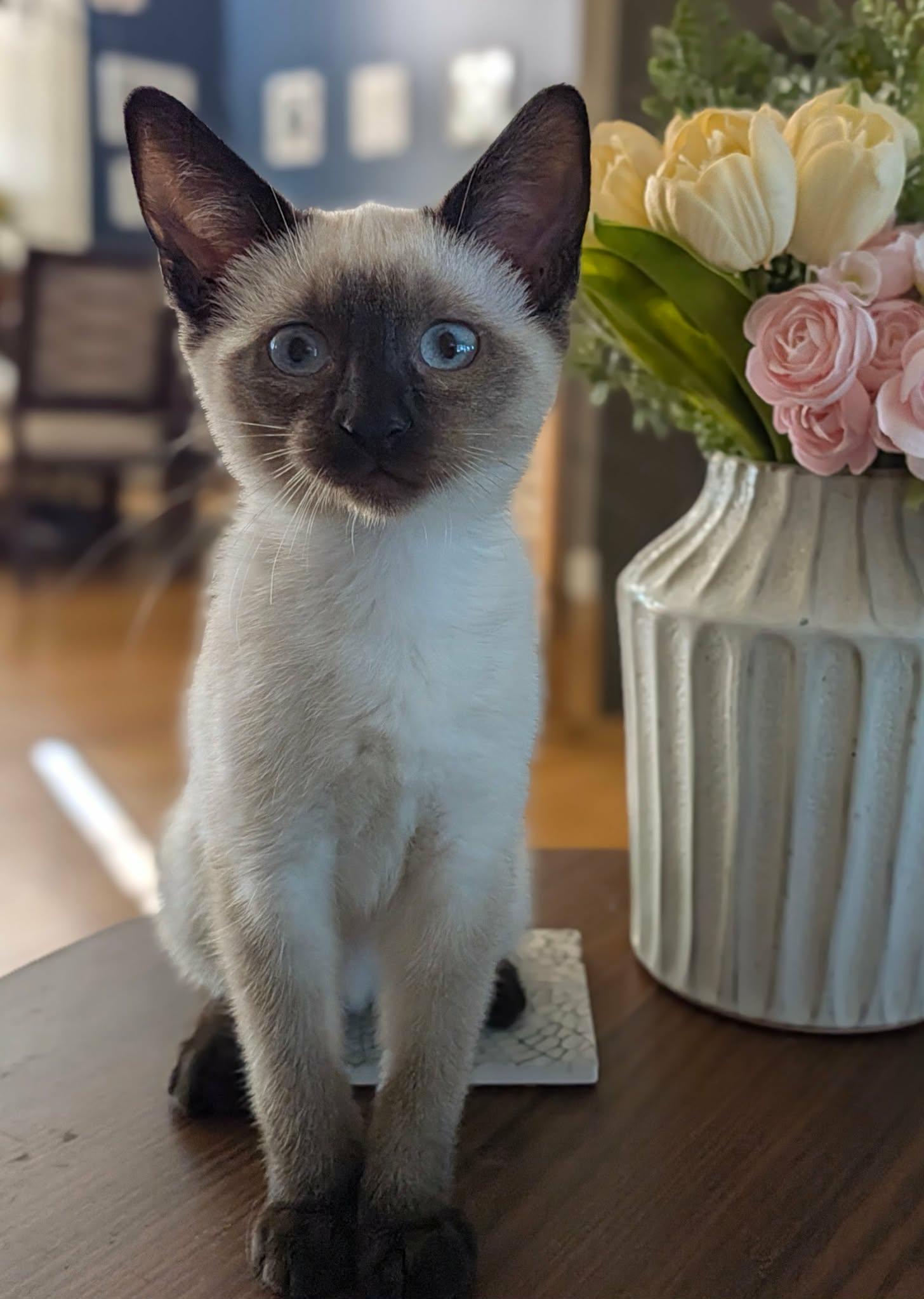 Enlarge Lida, a Adopted Siamese in Overland Park, KS image 1/1