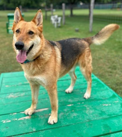 Charles, Adoptable, Senior Male Shepherd & Mixed Breed.