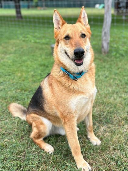 Enlarge Charles, a Adoptable mixed breed in San Antonio, TX image 2/6