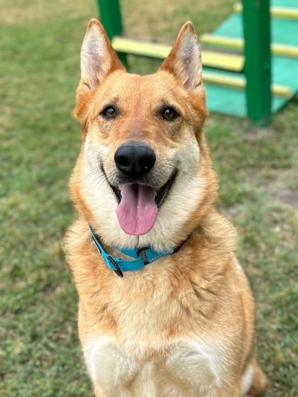 Charles, a Adoptable mixed breed in San Antonio, TX image 3/3