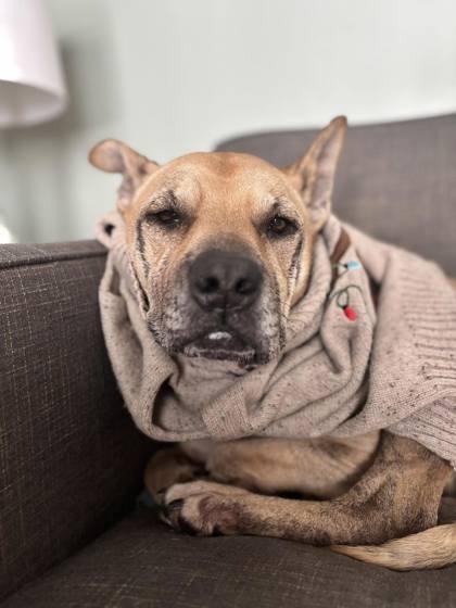 Enlarge Dagwood, a Adoptable Mixed Breed in Valley View, OH image 1/2