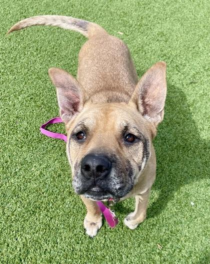 Enlarge Dagwood, a Adoptable Mixed Breed in Valley View, OH image 1/3