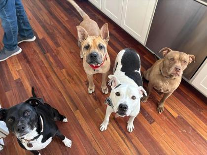 Enlarge Dagwood, a Adoptable Mixed Breed in Valley View, OH image 2/3