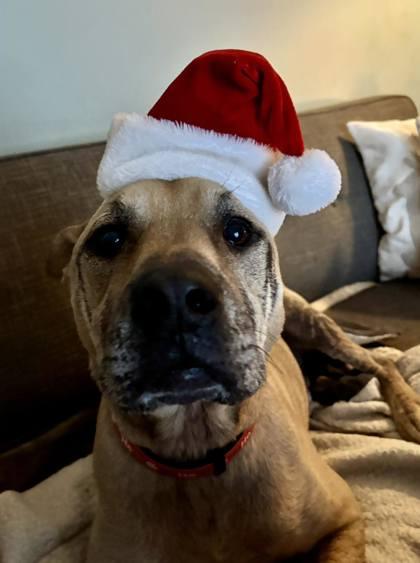 Dagwood, Adoptable, Adult Male Mixed Breed & Mixed Breed.