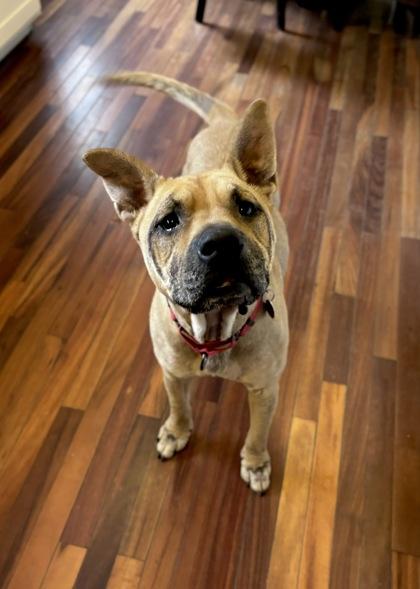 Enlarge Dagwood, a Adoptable Mixed Breed in Valley View, OH image 3/3