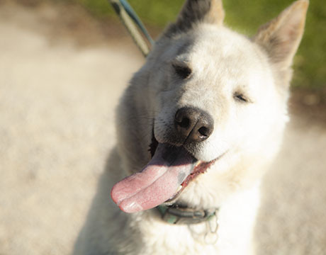 Stephen, Adoptable, Adult Male Siberian Husky & Husky.