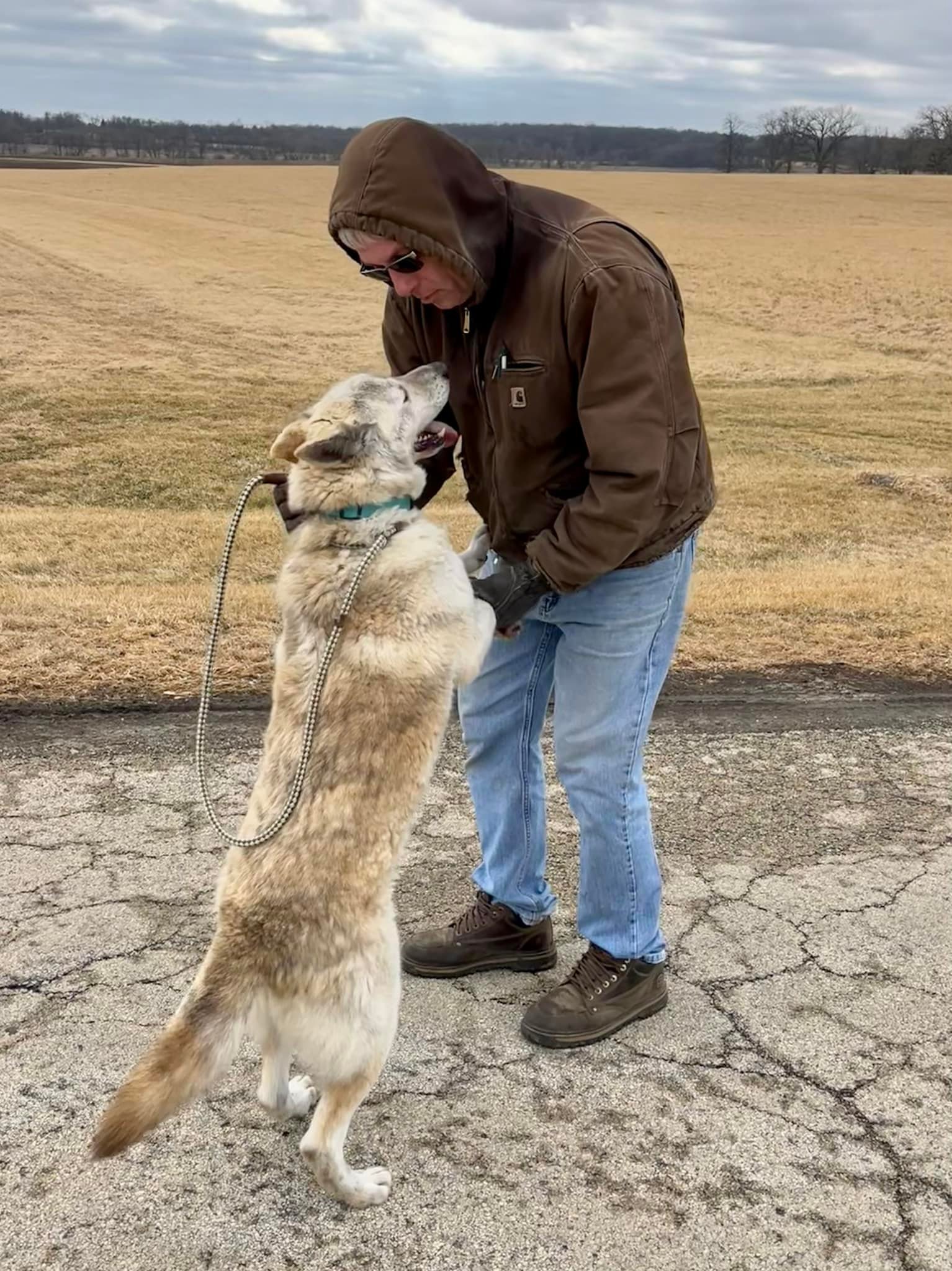 Stephen, a Adoptable mixed breed in Harvard, IL image 2/6