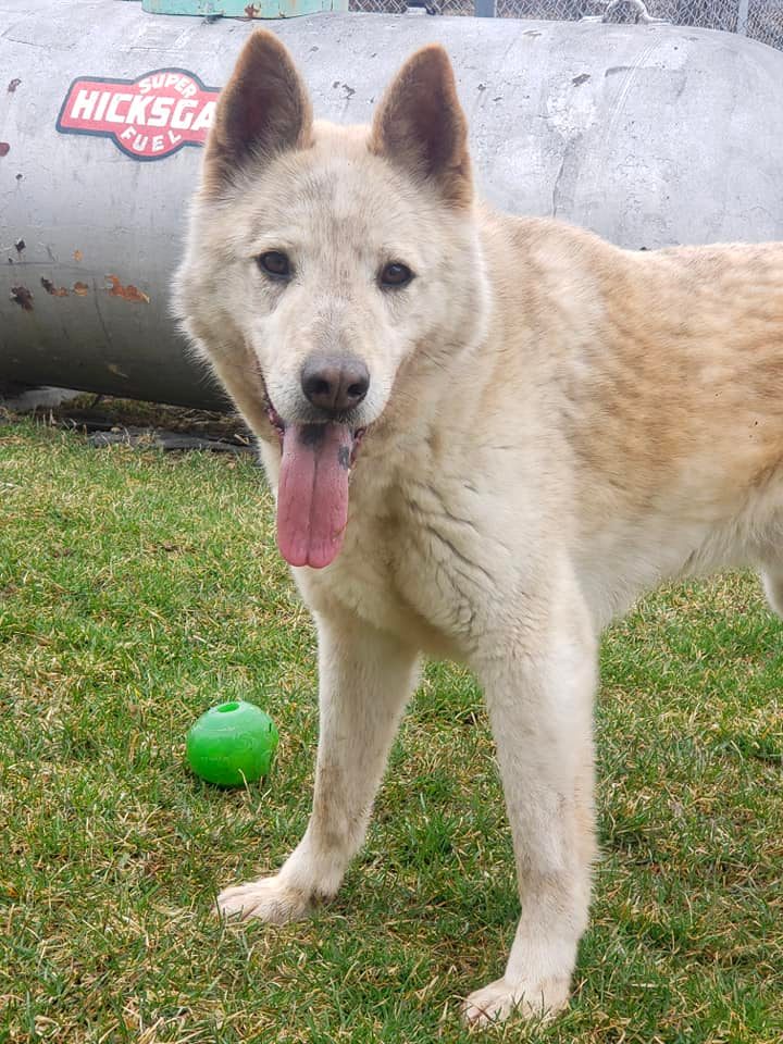 Stephen, a Adoptable mixed breed in Harvard, IL image 4/6