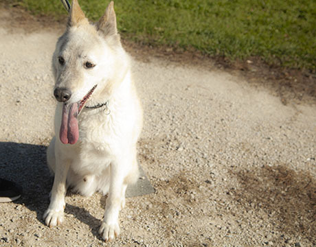 Stephen, a Adoptable mixed breed in Harvard, IL image 5/6
