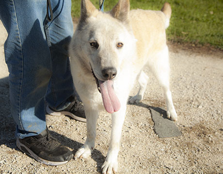 Stephen, a Adoptable mixed breed in Harvard, IL image 6/6