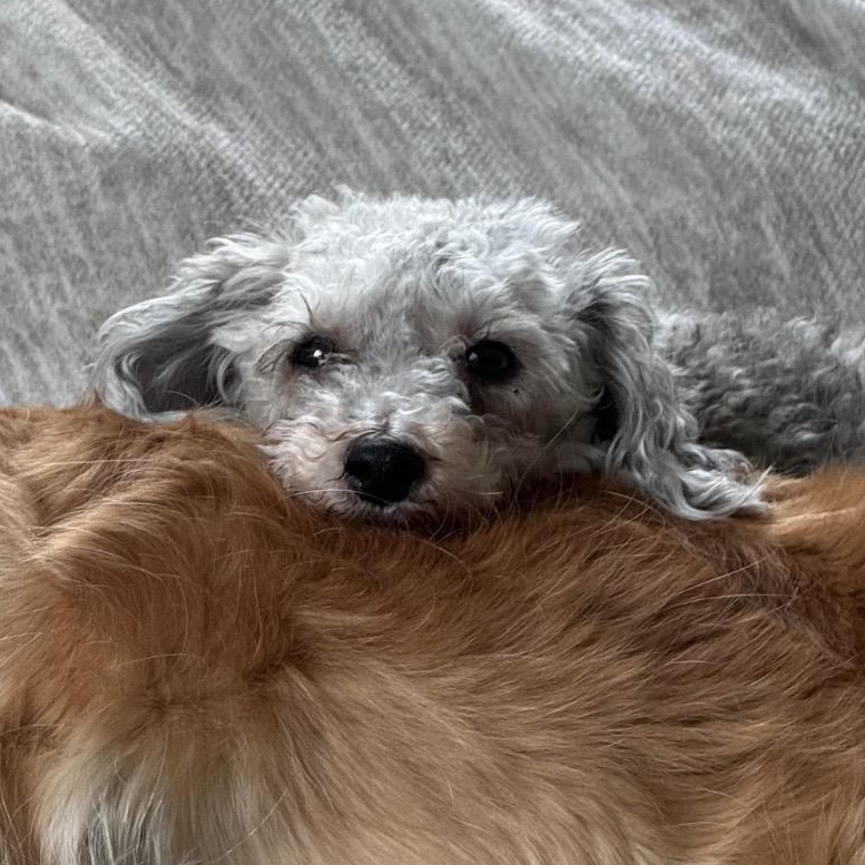 Enlarge Gemma, a ADOPTABLE mixed breed in Rochester, NY image 2/4