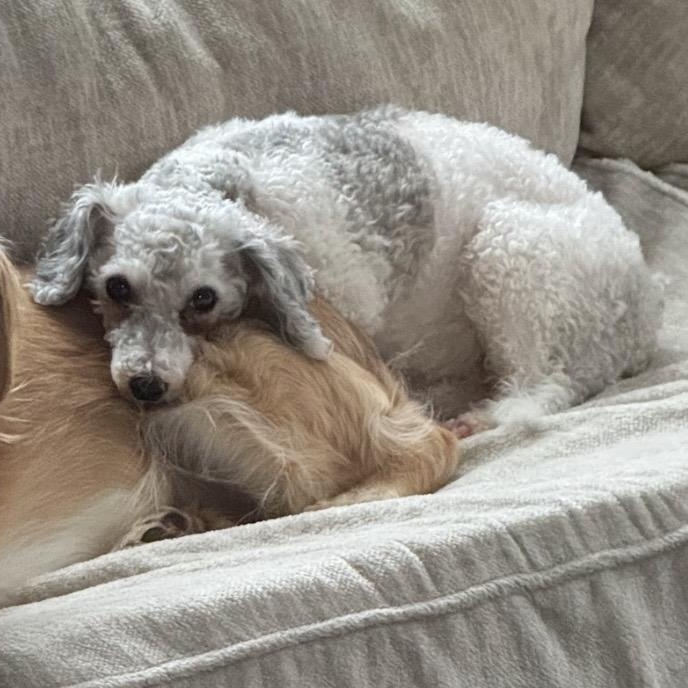 Enlarge Gemma, a ADOPTABLE mixed breed in Rochester, NY image 4/4