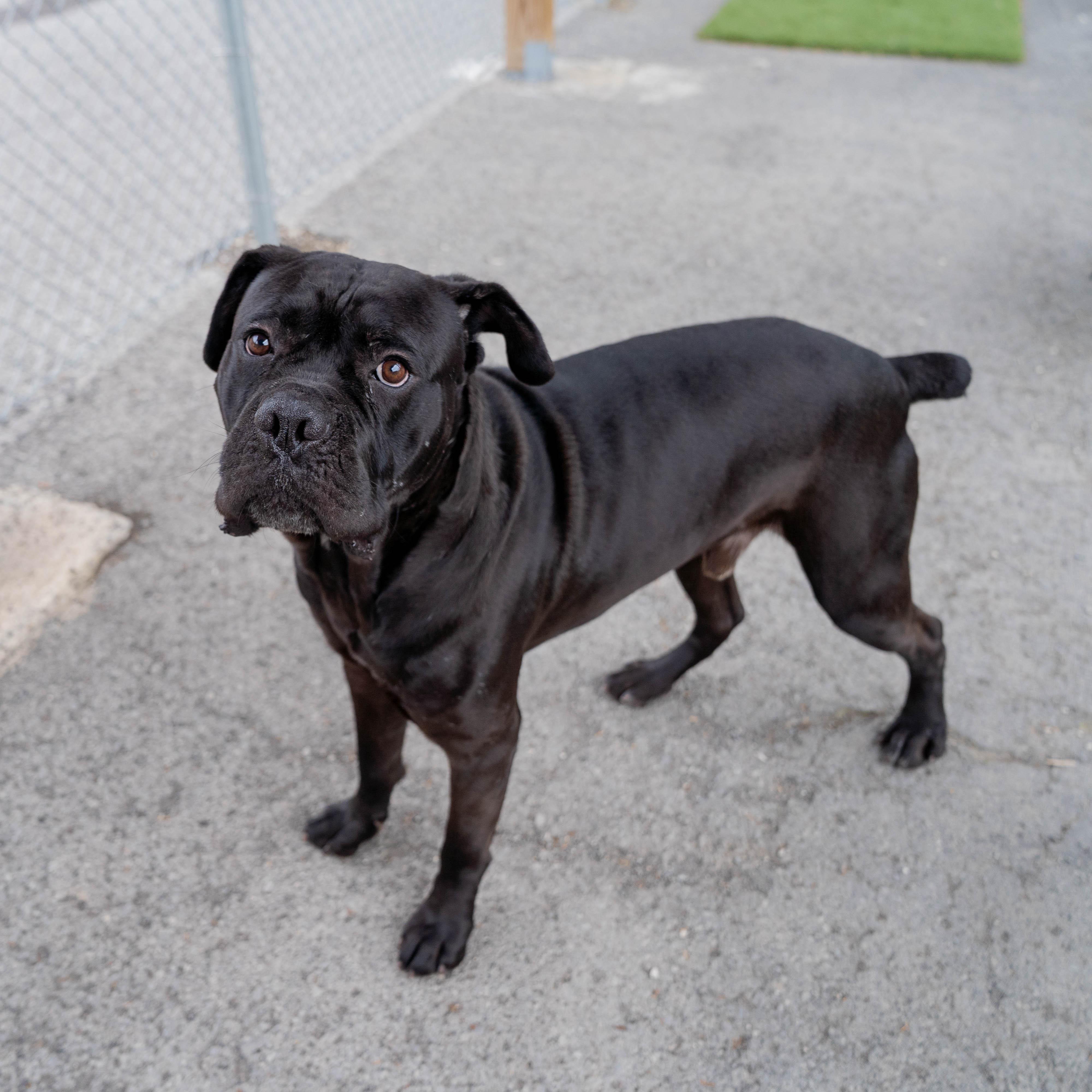 Enlarge Loki, a Adoptable mixed breed in Morgantown, WV image 5/5