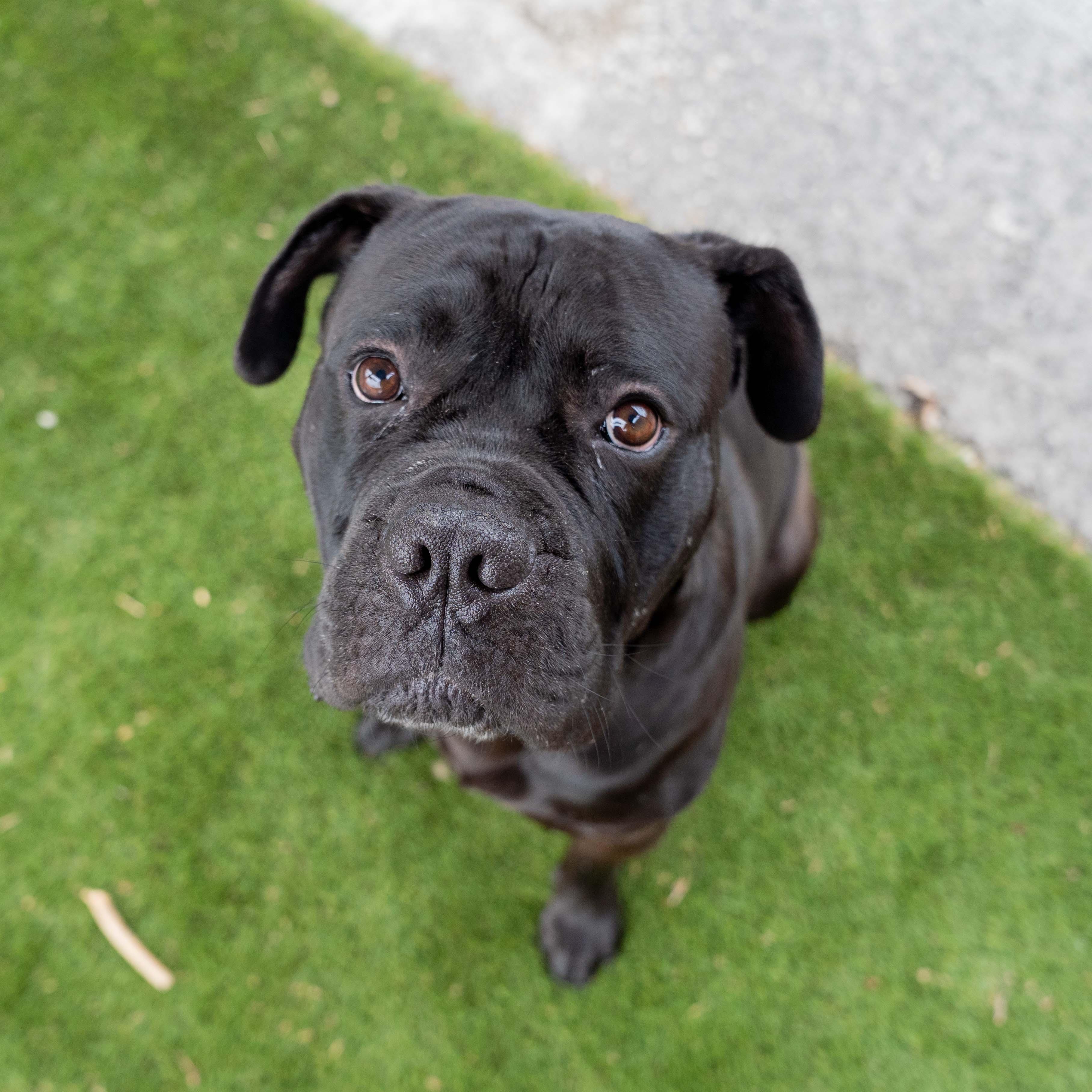 Enlarge Loki, a Adoptable mixed breed in Morgantown, WV image 3/5