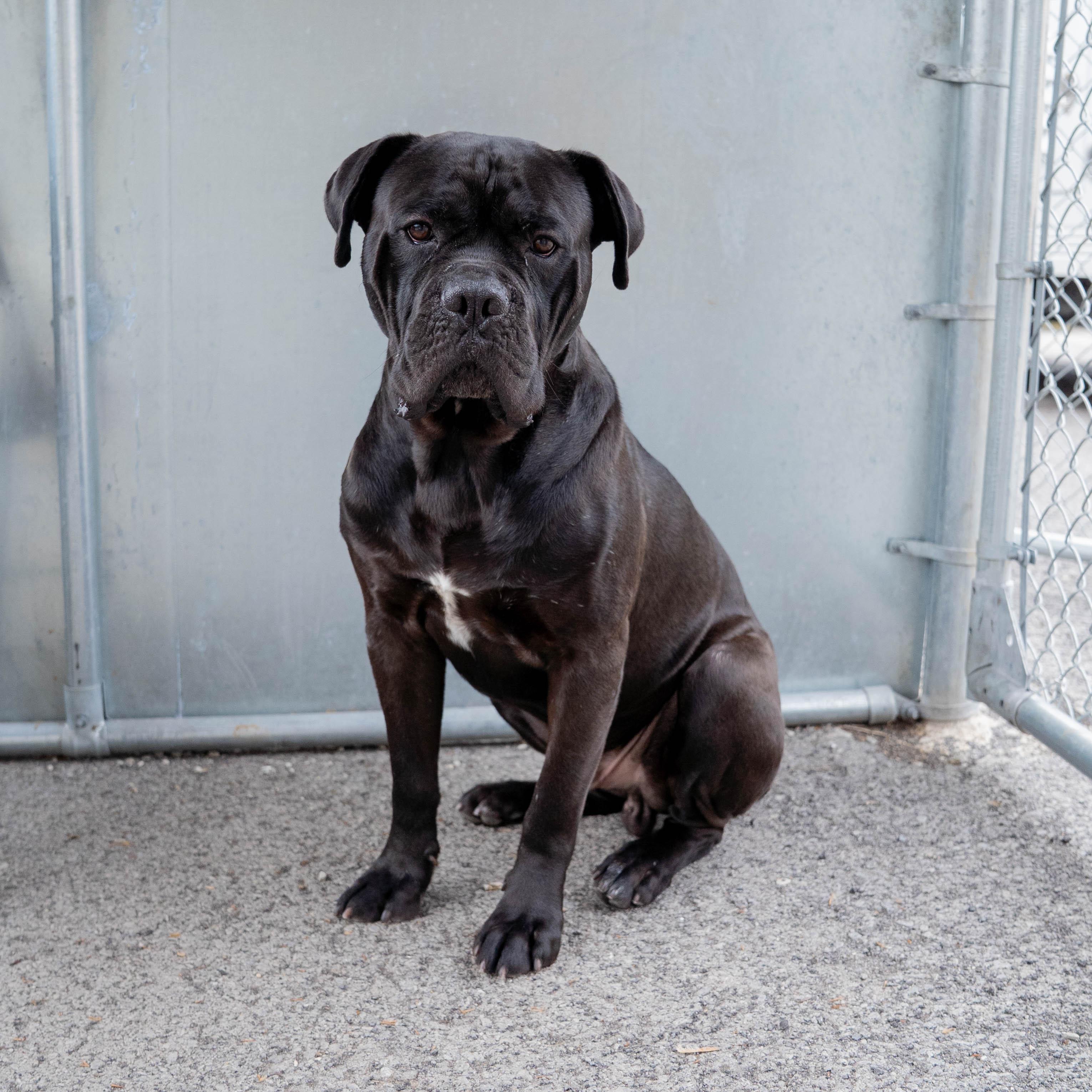 Enlarge Loki, a Adoptable mixed breed in Morgantown, WV image 2/5