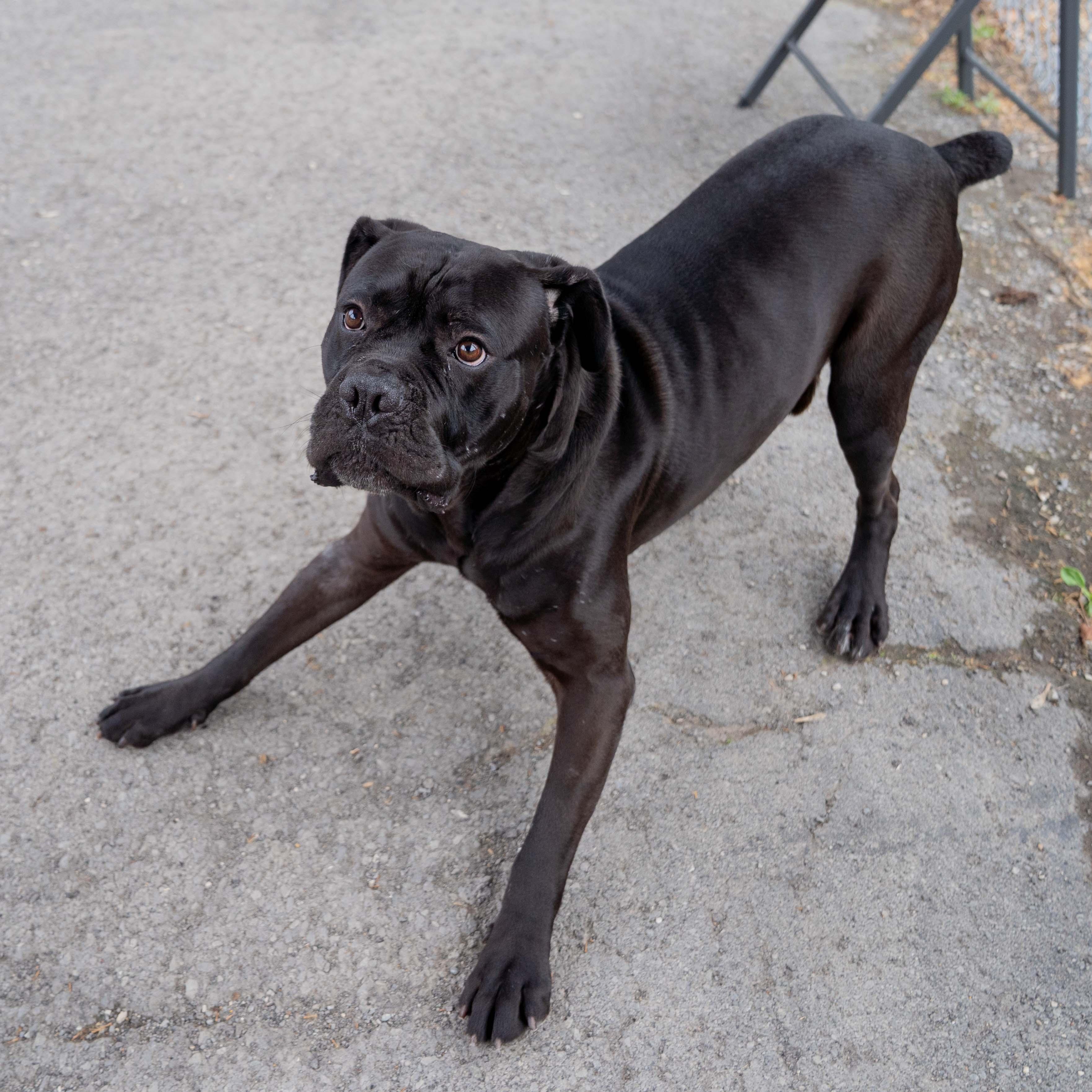 Enlarge Loki, a Adoptable mixed breed in Morgantown, WV image 4/5