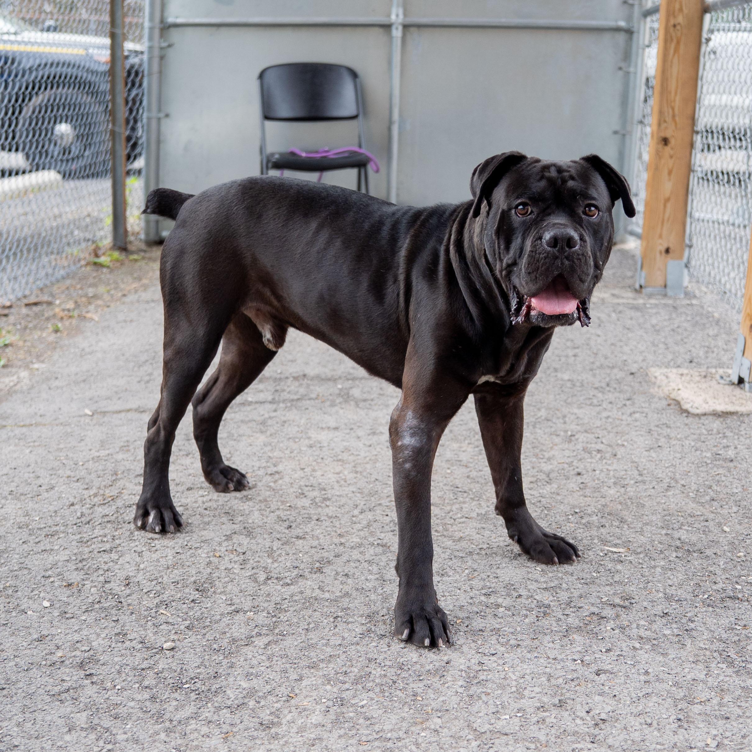Enlarge Loki, a Adoptable mixed breed in Morgantown, WV image 1/5
