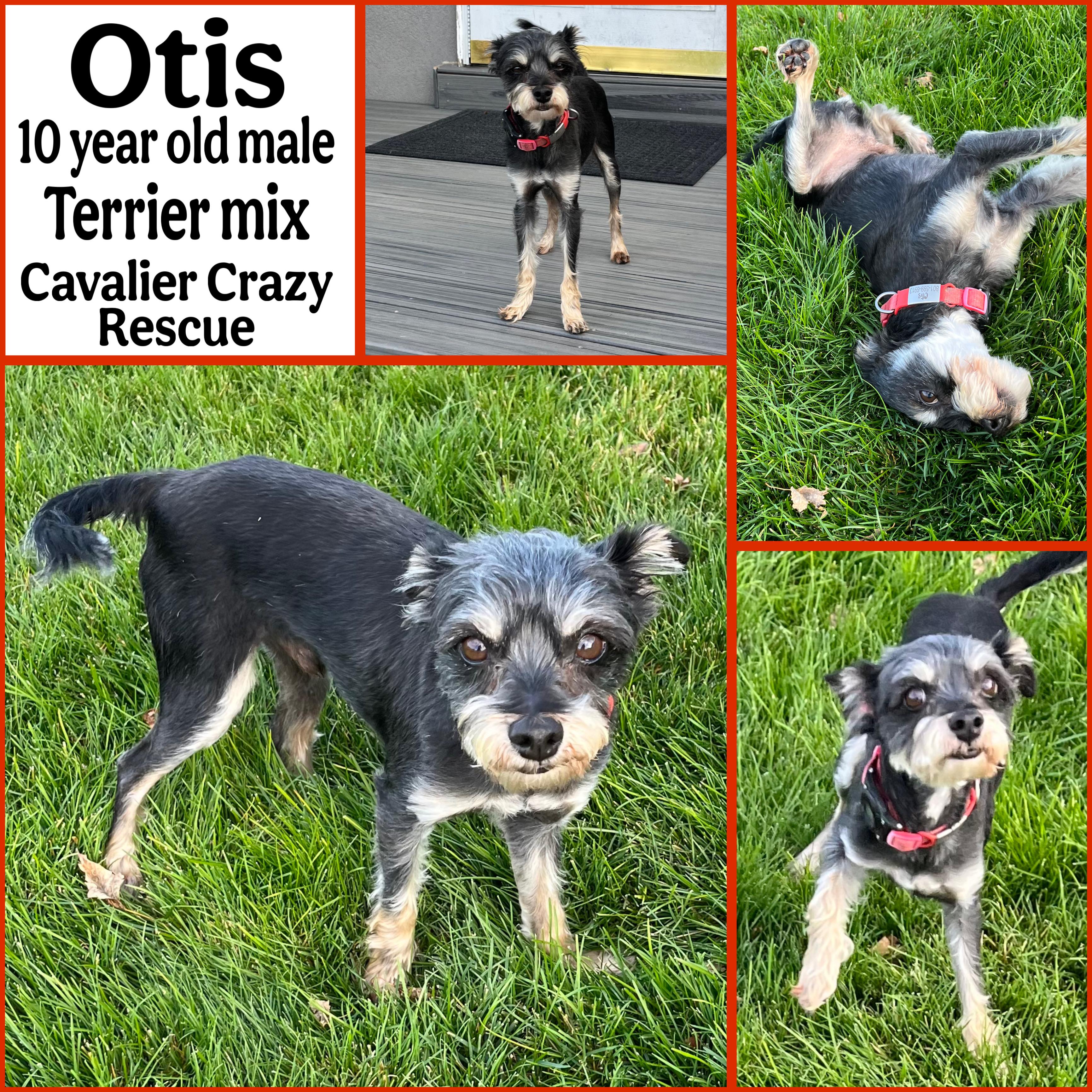 Otis, Adoptable, Senior Male Yorkshire Terrier.