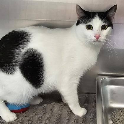 Penelope, Adoptable, Adult Female Domestic Short Hair & Domestic Short Hair.