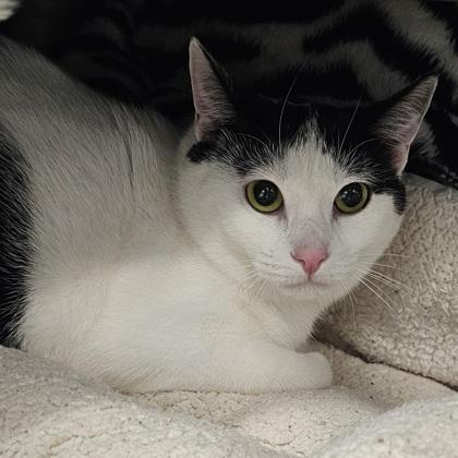 Enlarge Penelope, a Adoptable mixed breed in Scotia, NY image 2/3