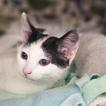 Enlarge Penelope, a Adoptable mixed breed in Scotia, NY image 3/3