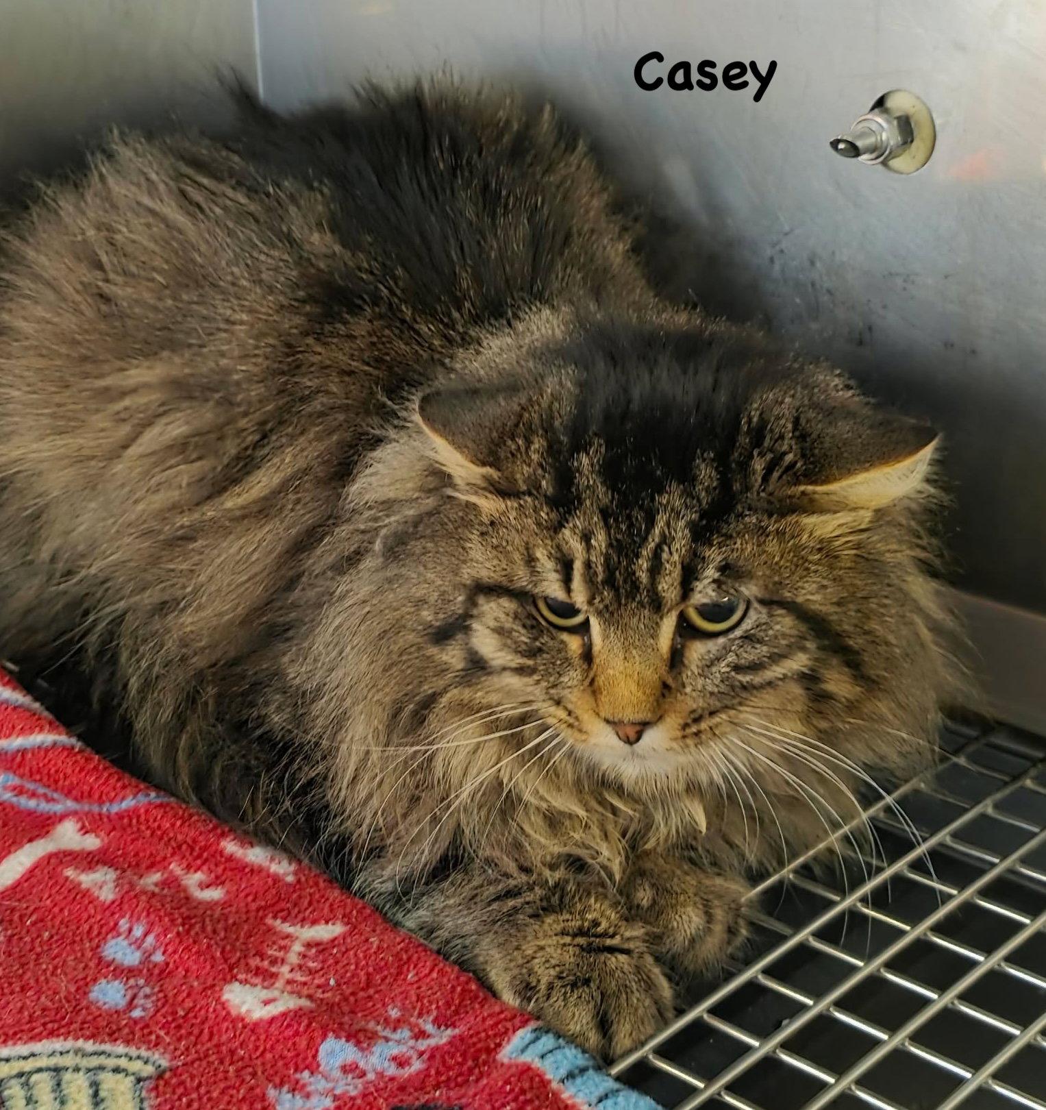 Enlarge Casey, a Adoptable mixed breed in Morehead, KY image 1/1