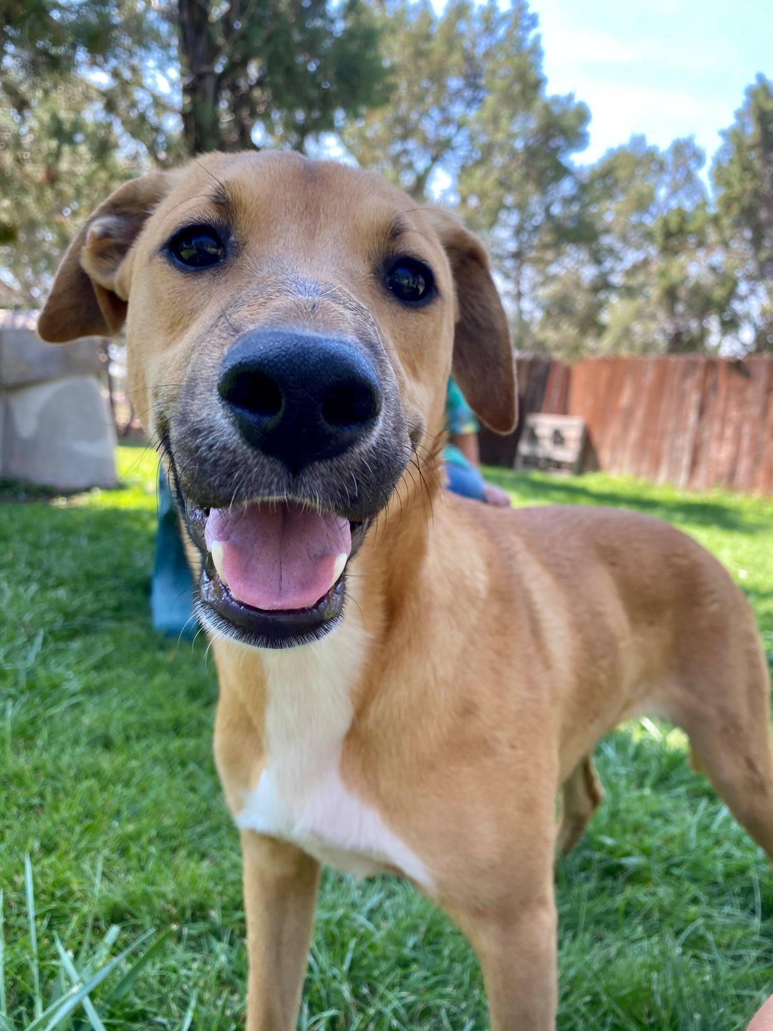 Nala , Adoptable, Young Female Mixed Breed.